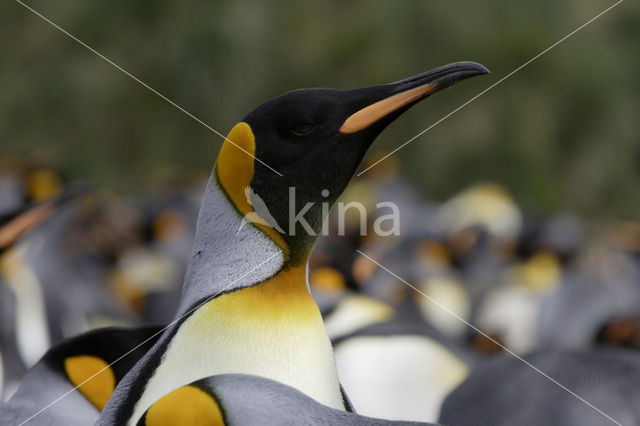 Koningspinguin (Aptenodytes patagonicus)