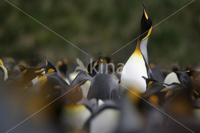 Koningspinguin (Aptenodytes patagonicus)