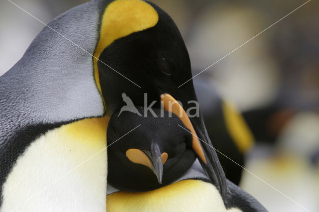 Koningspinguin (Aptenodytes patagonicus)