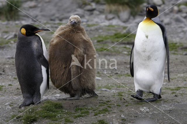 Koningspinguin (Aptenodytes patagonicus)