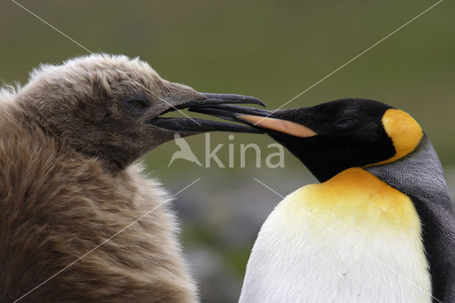 Koningspinguin (Aptenodytes patagonicus)