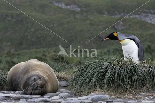 Koningspinguin (Aptenodytes patagonicus)