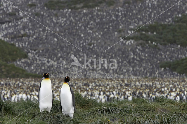 Koningspinguin (Aptenodytes patagonicus)