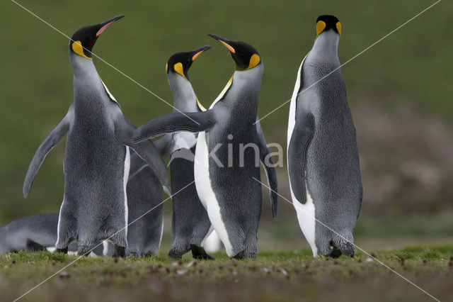 Koningspinguin (Aptenodytes patagonicus)