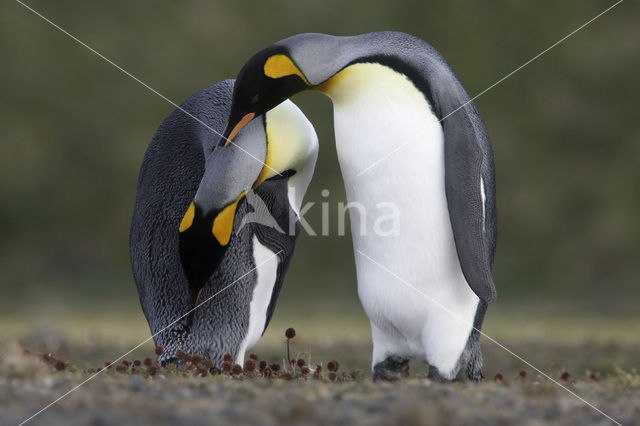 Koningspinguin (Aptenodytes patagonicus)