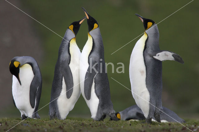 Koningspinguin (Aptenodytes patagonicus)