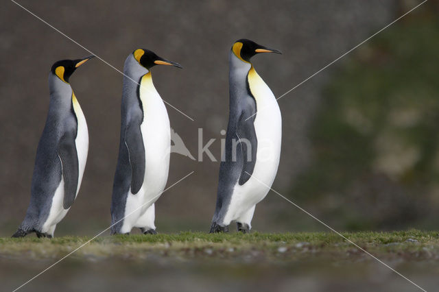 Koningspinguin (Aptenodytes patagonicus)