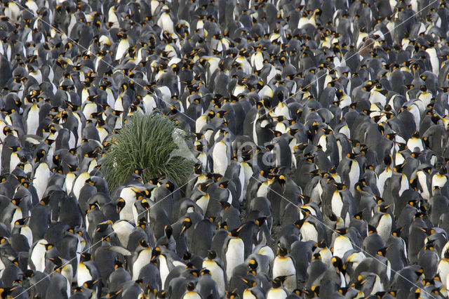 Koningspinguin (Aptenodytes patagonicus)