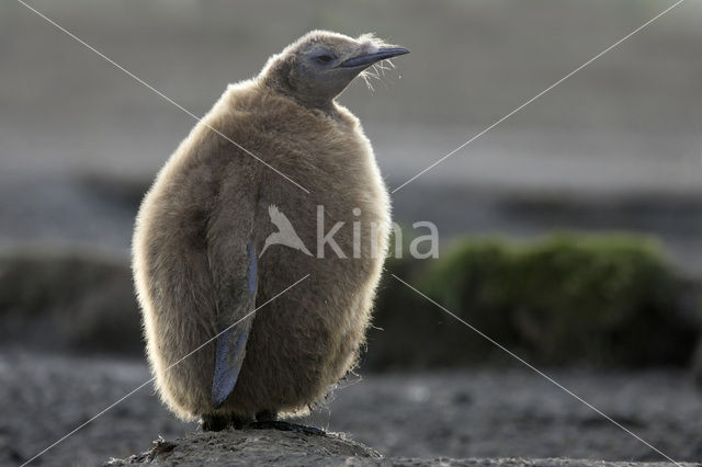 Koningspinguin (Aptenodytes patagonicus)