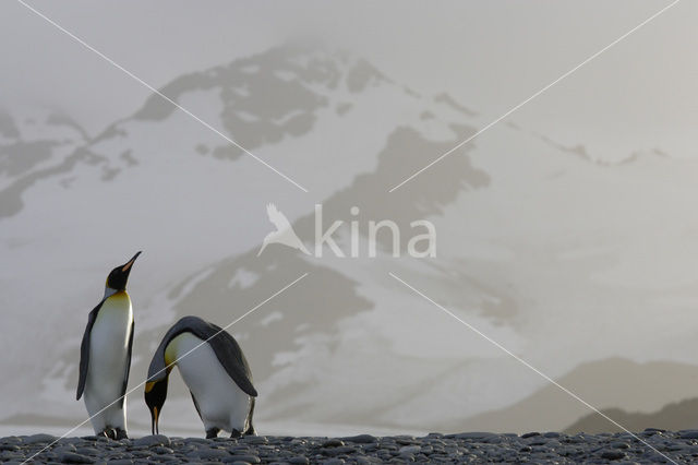 Koningspinguin (Aptenodytes patagonicus)