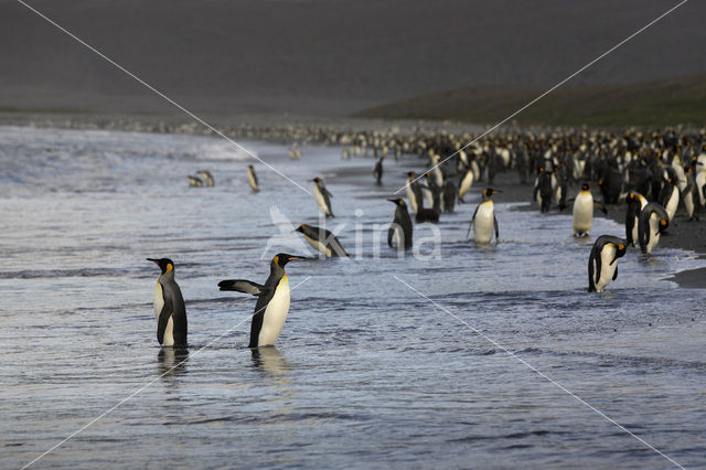 Koningspinguin (Aptenodytes patagonicus)