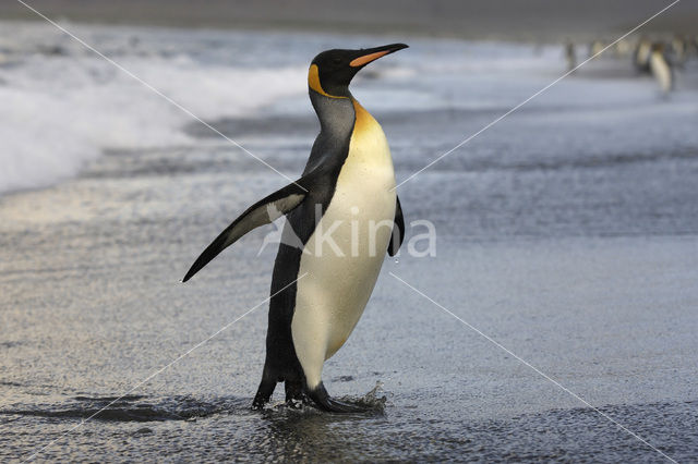 Koningspinguin (Aptenodytes patagonicus)