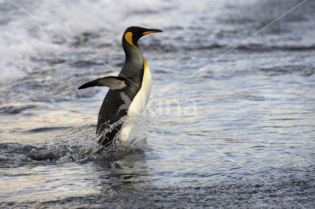 Koningspinguin (Aptenodytes patagonicus)