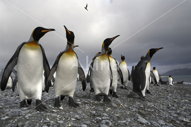 Koningspinguin (Aptenodytes patagonicus)