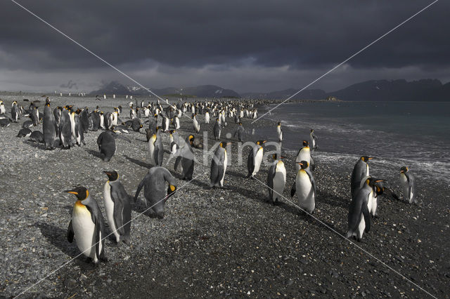 Koningspinguin (Aptenodytes patagonicus)