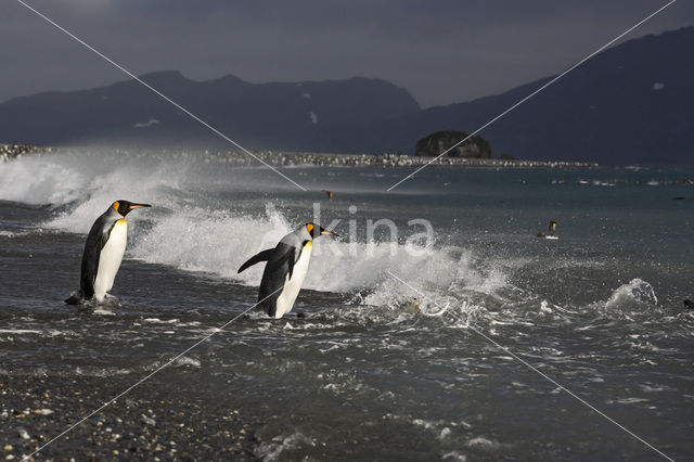 Koningspinguin (Aptenodytes patagonicus)