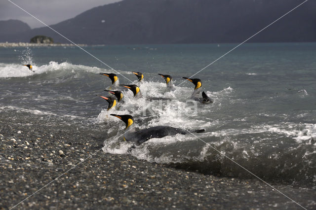 Koningspinguin (Aptenodytes patagonicus)