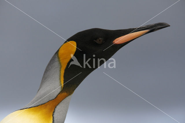 Koningspinguin (Aptenodytes patagonicus)