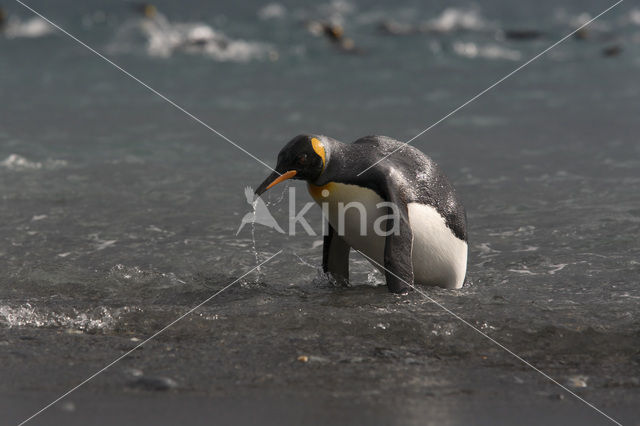 Koningspinguin (Aptenodytes patagonicus)