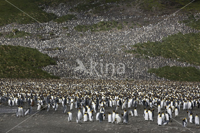 Koningspinguin (Aptenodytes patagonicus)