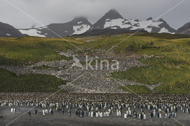 Koningspinguin (Aptenodytes patagonicus)