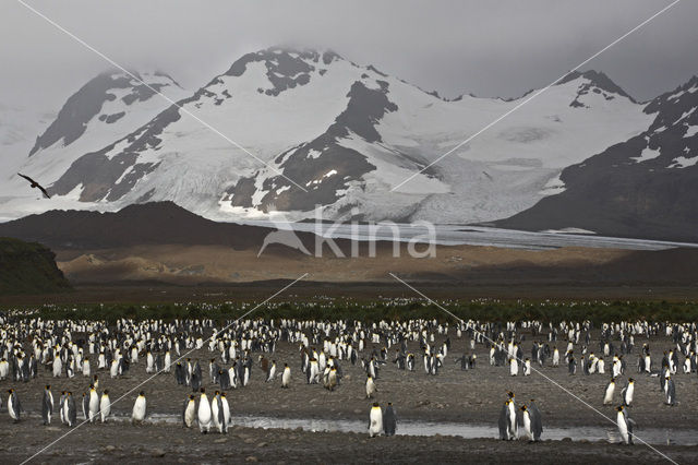 Koningspinguin (Aptenodytes patagonicus)