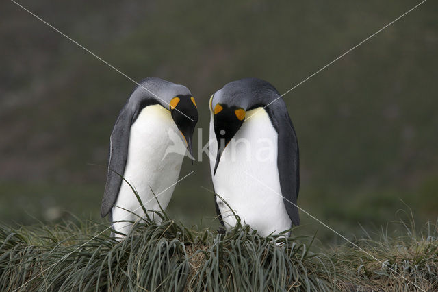 Koningspinguin (Aptenodytes patagonicus)