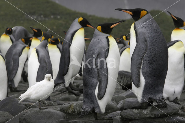 Koningspinguin (Aptenodytes patagonicus)