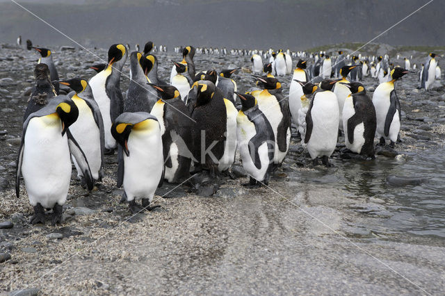 Koningspinguin (Aptenodytes patagonicus)