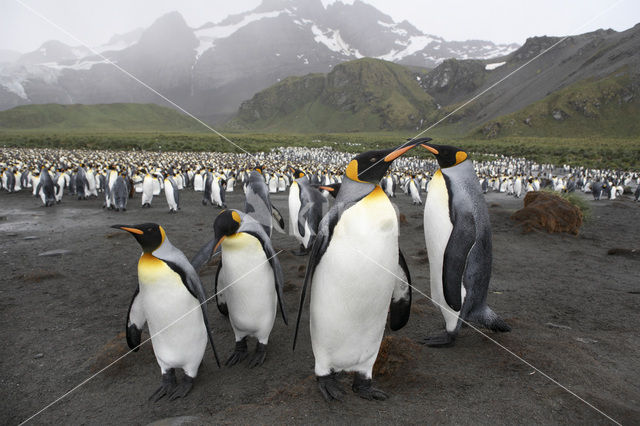 Koningspinguin (Aptenodytes patagonicus)