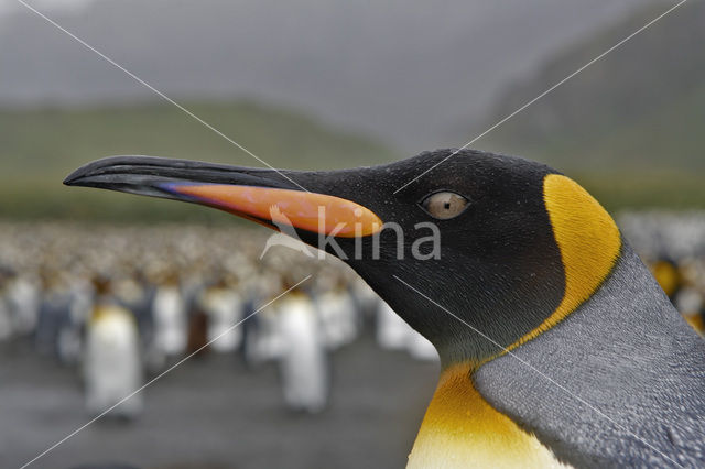 Koningspinguin (Aptenodytes patagonicus)