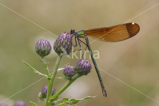 Koperen beekjuffer (Calopteryx haemorrhoidalis)