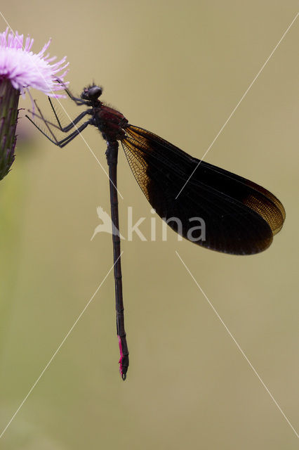 Koperen beekjuffer (Calopteryx haemorrhoidalis)