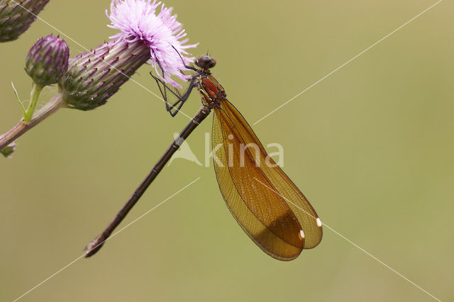 Koperen beekjuffer (Calopteryx haemorrhoidalis)