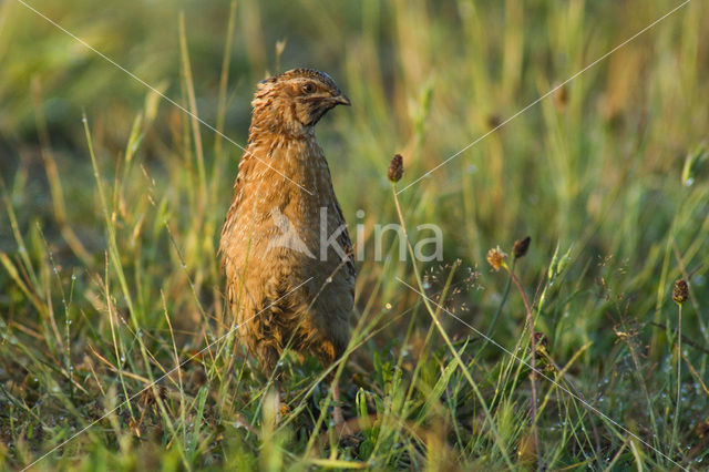 Kwartel (Coturnix coturnix)