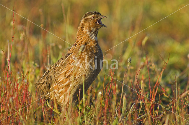 Kwartel (Coturnix coturnix)