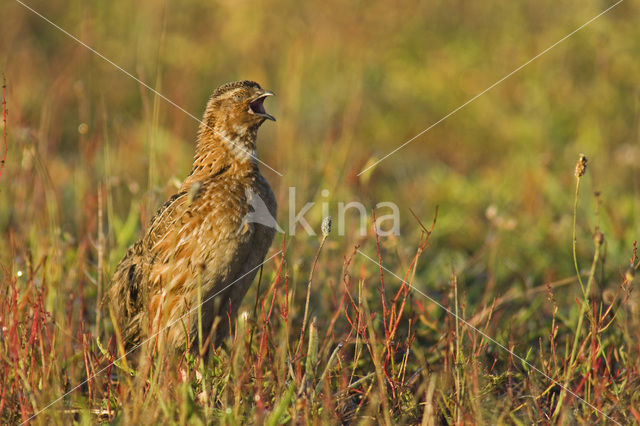 Kwartel (Coturnix coturnix)