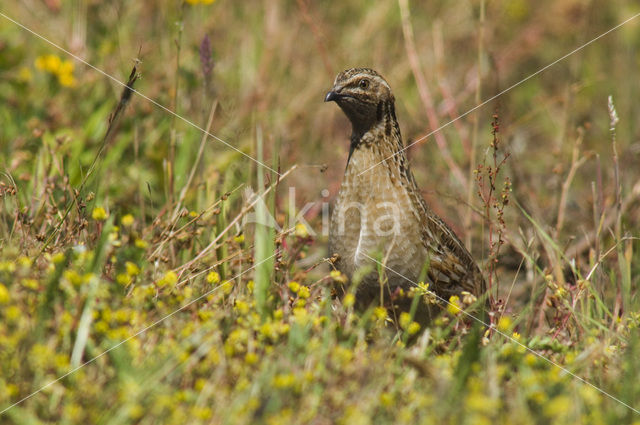 Kwartel (Coturnix coturnix)