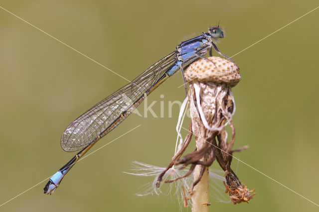 Lantaarntje (Ischnura elegans)