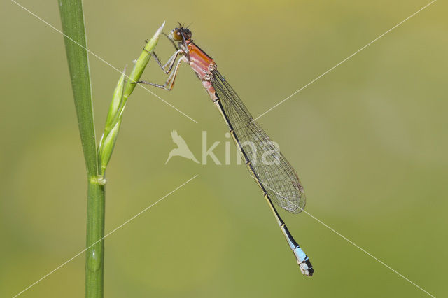 Lantaarntje (Ischnura elegans)