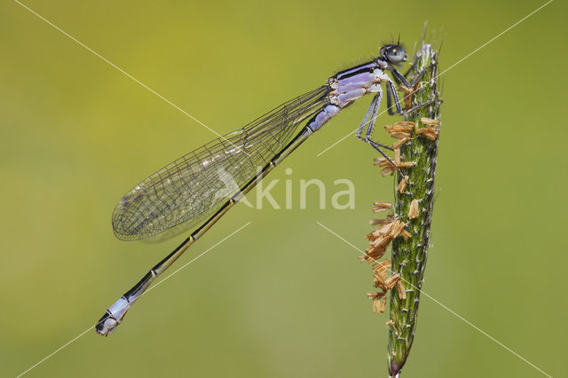 Lantaarntje (Ischnura elegans)