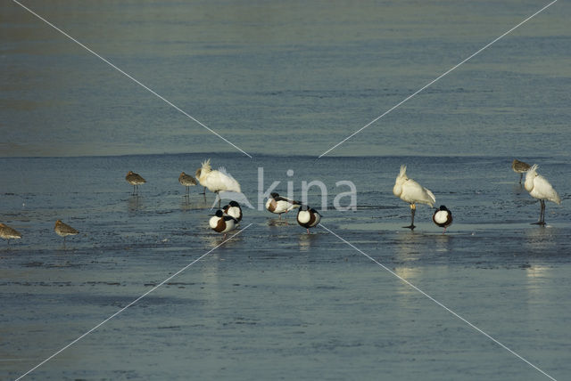 Lepelaar (Platalea leucorodia)