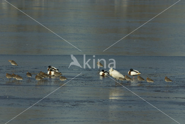 Eurasian Spoonbill (Platalea leucorodia)