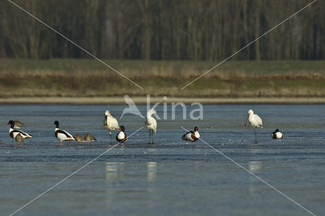 Lepelaar (Platalea leucorodia)