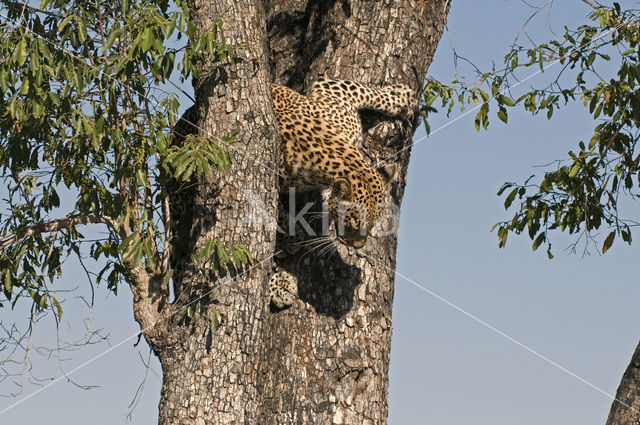 Luipaard (Panthera pardus)