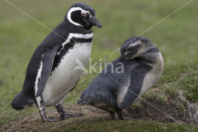 Magelhaenpinguin (Spheniscus magellanicus)