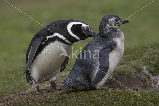 Magelhaenpinguin (Spheniscus magellanicus)