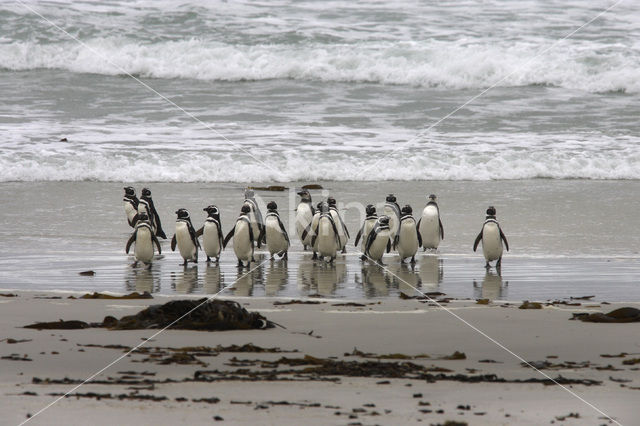 Magelhaenpinguin (Spheniscus magellanicus)