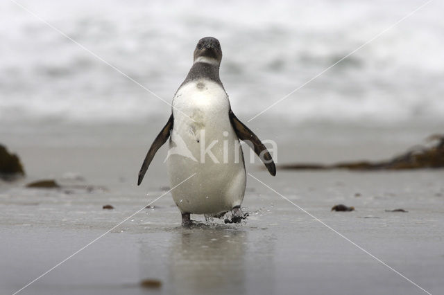 Magelhaenpinguin (Spheniscus magellanicus)