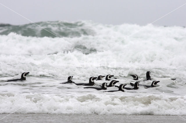 Magelhaenpinguin (Spheniscus magellanicus)